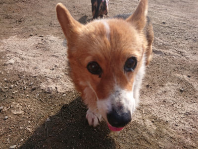 f:id:roukenhome-ann:20190404054254j:plain