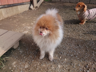 f:id:roukenhome-ann:20190404054310j:plain