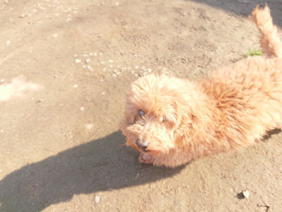 f:id:roukenhome-ann:20190404160345j:plain