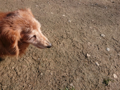 f:id:roukenhome-ann:20190404201018j:plain