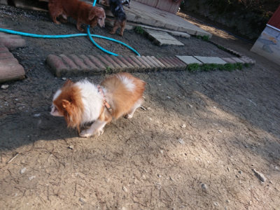 f:id:roukenhome-ann:20190404201125j:plain