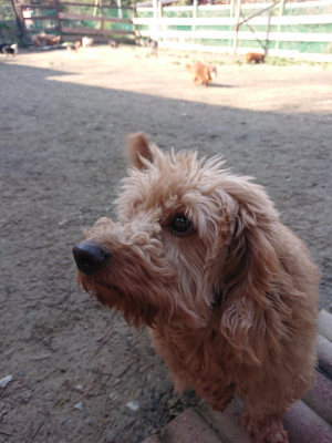 f:id:roukenhome-ann:20190404201705j:plain