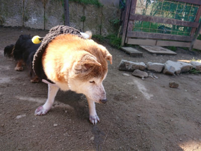 f:id:roukenhome-ann:20190404202706j:plain
