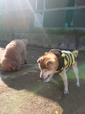 f:id:roukenhome-ann:20190404202737j:plain