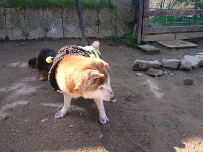 f:id:roukenhome-ann:20190404202742j:plain