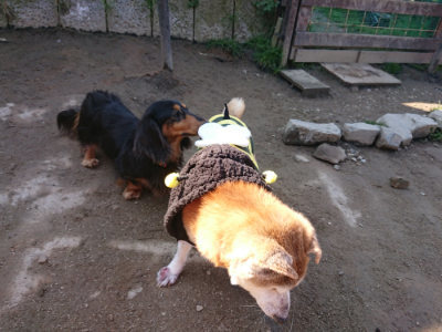 f:id:roukenhome-ann:20190404202817j:plain