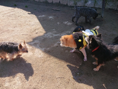 f:id:roukenhome-ann:20190404203329j:plain