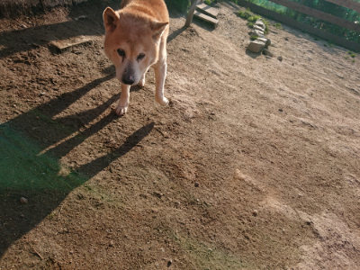 f:id:roukenhome-ann:20190405071732j:plain