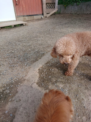 f:id:roukenhome-ann:20190405071737j:plain