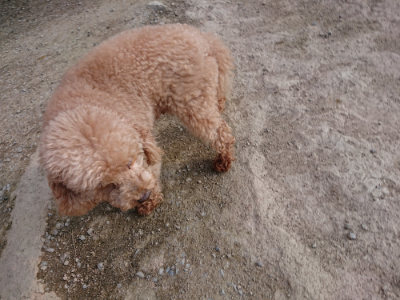 f:id:roukenhome-ann:20190405071743j:plain