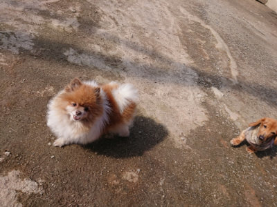 f:id:roukenhome-ann:20190405071803j:plain