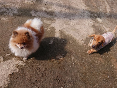 f:id:roukenhome-ann:20190405071854j:plain