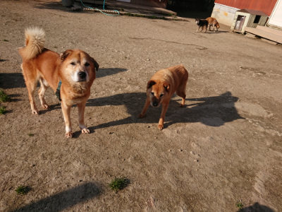 f:id:roukenhome-ann:20190405072351j:plain