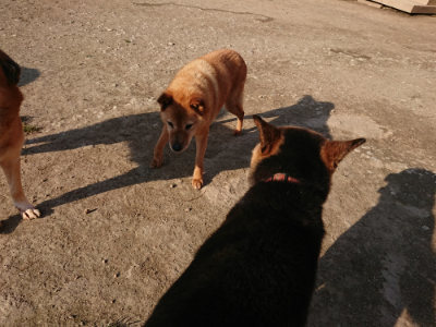 f:id:roukenhome-ann:20190405072357j:plain