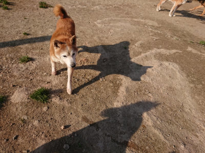 f:id:roukenhome-ann:20190405072443j:plain