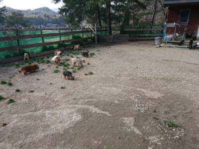 f:id:roukenhome-ann:20190405072515j:plain