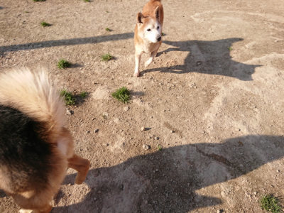 f:id:roukenhome-ann:20190405072522j:plain
