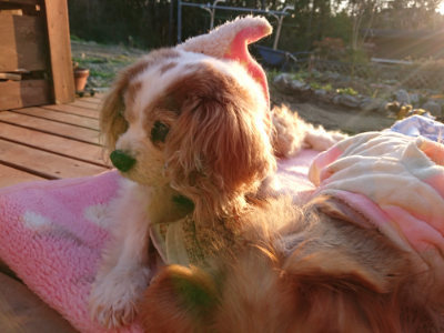 f:id:roukenhome-ann:20190405072534j:plain