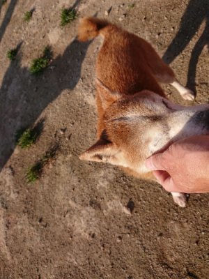 f:id:roukenhome-ann:20190405072736j:plain