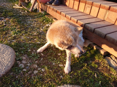 f:id:roukenhome-ann:20190405072916j:plain