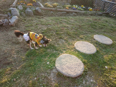 f:id:roukenhome-ann:20190405072933j:plain