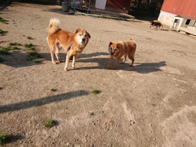 f:id:roukenhome-ann:20190405072950j:plain