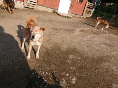 f:id:roukenhome-ann:20190405073024j:plain