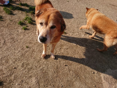 f:id:roukenhome-ann:20190405073052j:plain