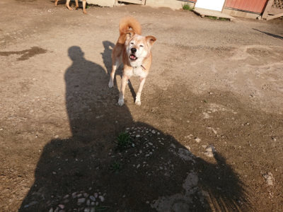 f:id:roukenhome-ann:20190405073057j:plain