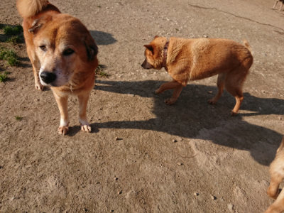 f:id:roukenhome-ann:20190405073122j:plain