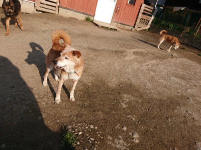 f:id:roukenhome-ann:20190405073129j:plain