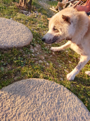 f:id:roukenhome-ann:20190405073202j:plain