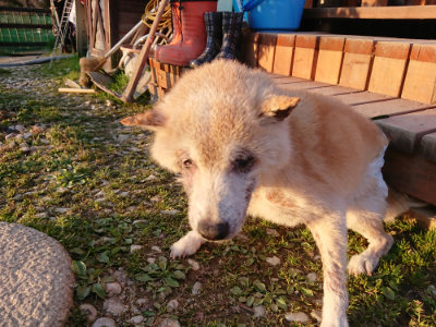 f:id:roukenhome-ann:20190405073209j:plain