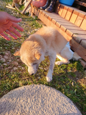 f:id:roukenhome-ann:20190405073237j:plain