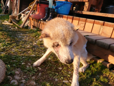 f:id:roukenhome-ann:20190405073344j:plain