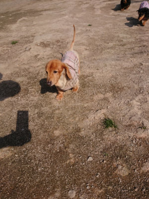 f:id:roukenhome-ann:20190405073356j:plain