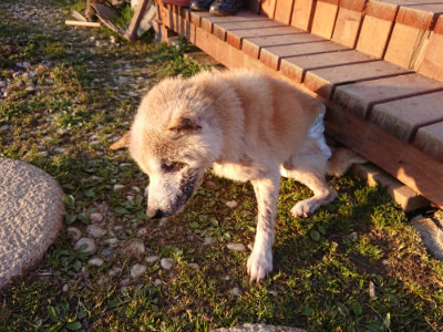 f:id:roukenhome-ann:20190405073438j:plain