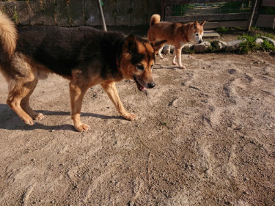 f:id:roukenhome-ann:20190405073530j:plain