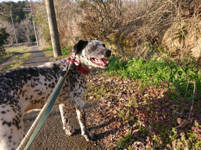 f:id:roukenhome-ann:20190405073536j:plain