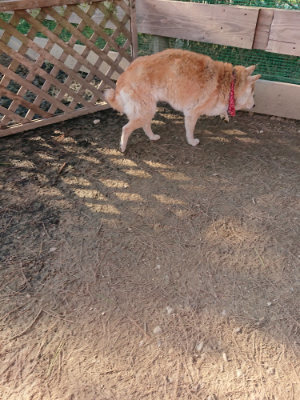 f:id:roukenhome-ann:20190405073654j:plain