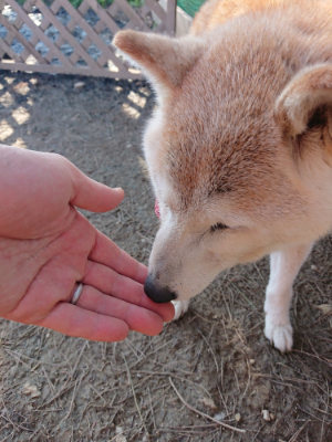 f:id:roukenhome-ann:20190405073721j:plain