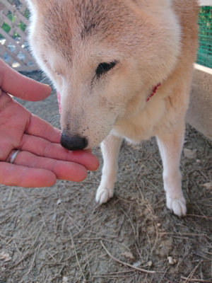 f:id:roukenhome-ann:20190405073727j:plain