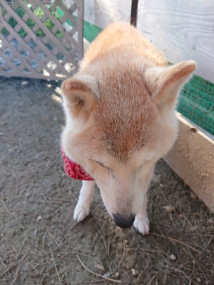 f:id:roukenhome-ann:20190405073743j:plain