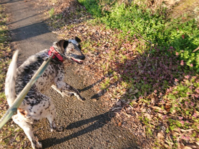 f:id:roukenhome-ann:20190405073853j:plain