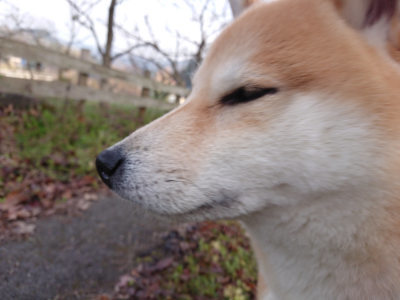 f:id:roukenhome-ann:20190405074034j:plain
