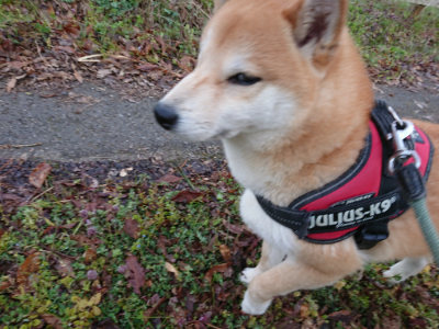 f:id:roukenhome-ann:20190405074057j:plain