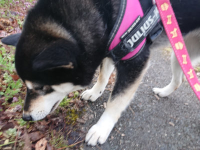 f:id:roukenhome-ann:20190405074108j:plain