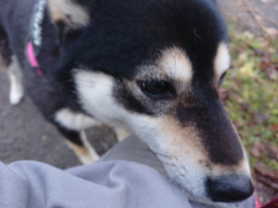 f:id:roukenhome-ann:20190405074131j:plain