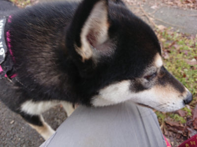 f:id:roukenhome-ann:20190405074136j:plain
