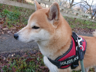 f:id:roukenhome-ann:20190405074212j:plain